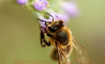 纯净版清爽的云呼电话轰炸